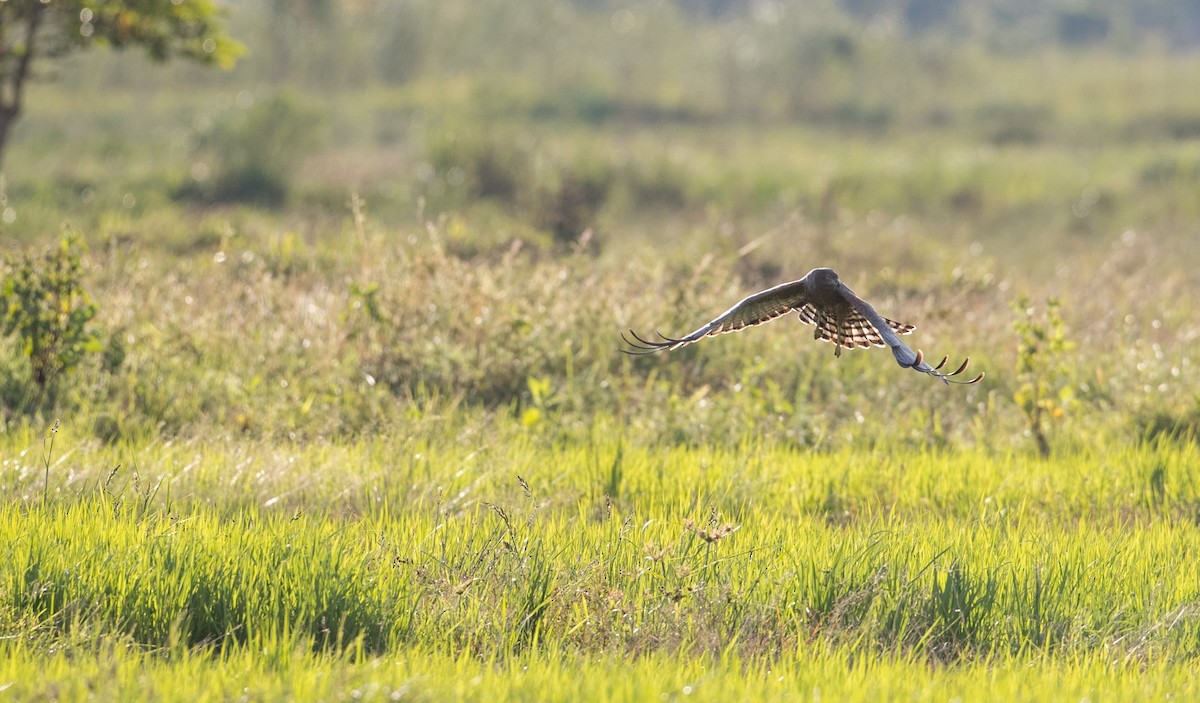 Spotted Harrier - ML393283901