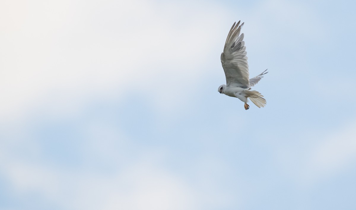 Black-winged Kite - Ian Davies