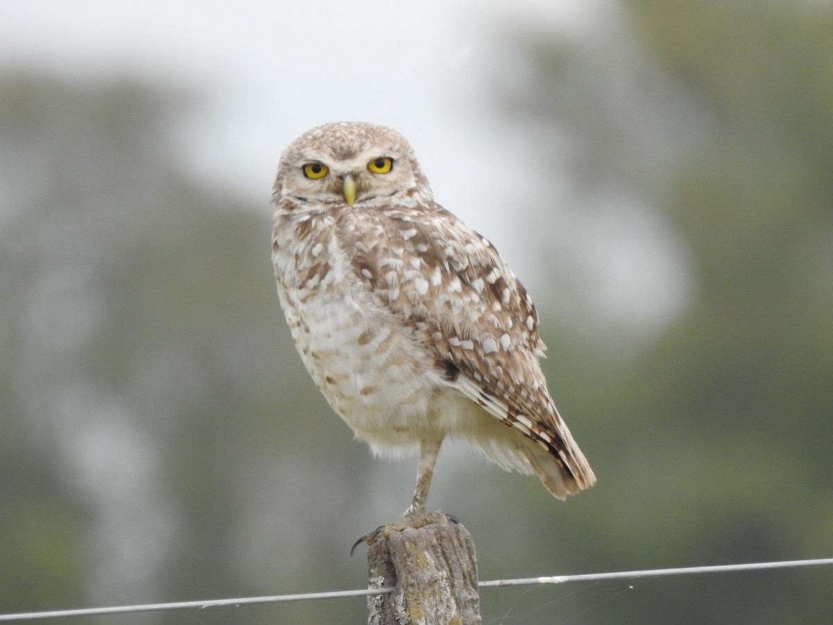 Burrowing Owl - ML393285551