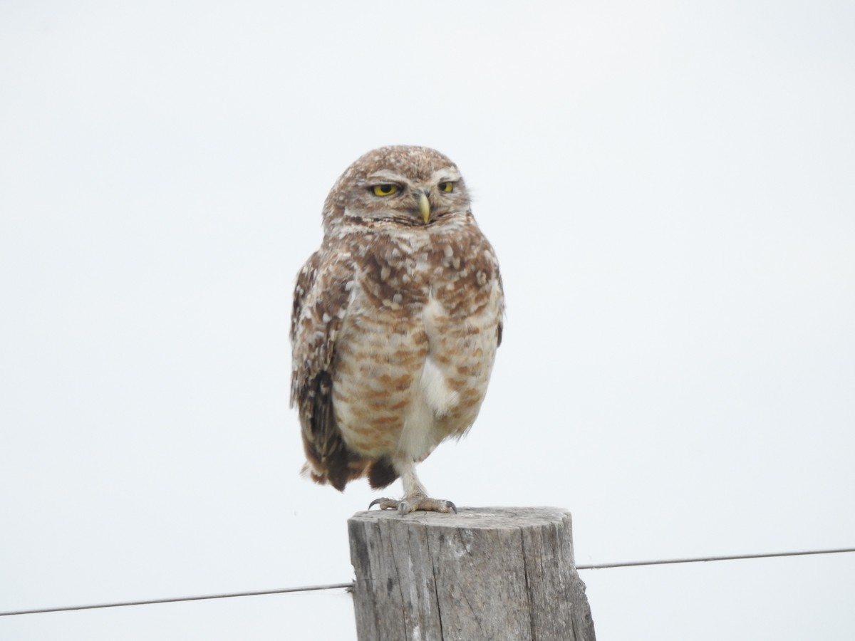 Burrowing Owl - ML393285821