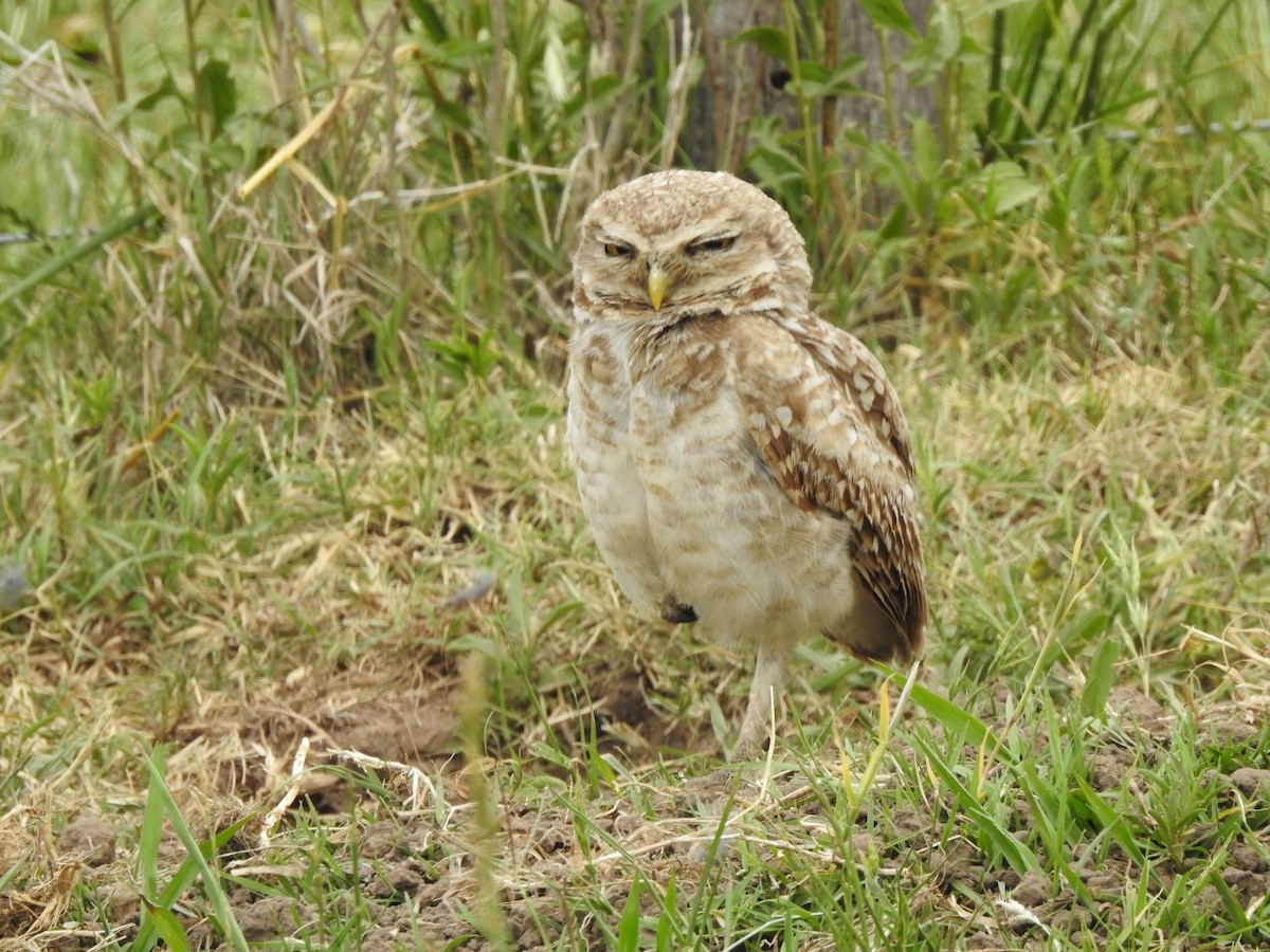 Burrowing Owl - ML393285851