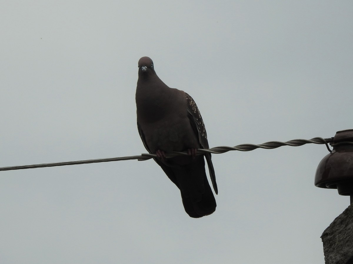 Spot-winged Pigeon - ML393286021
