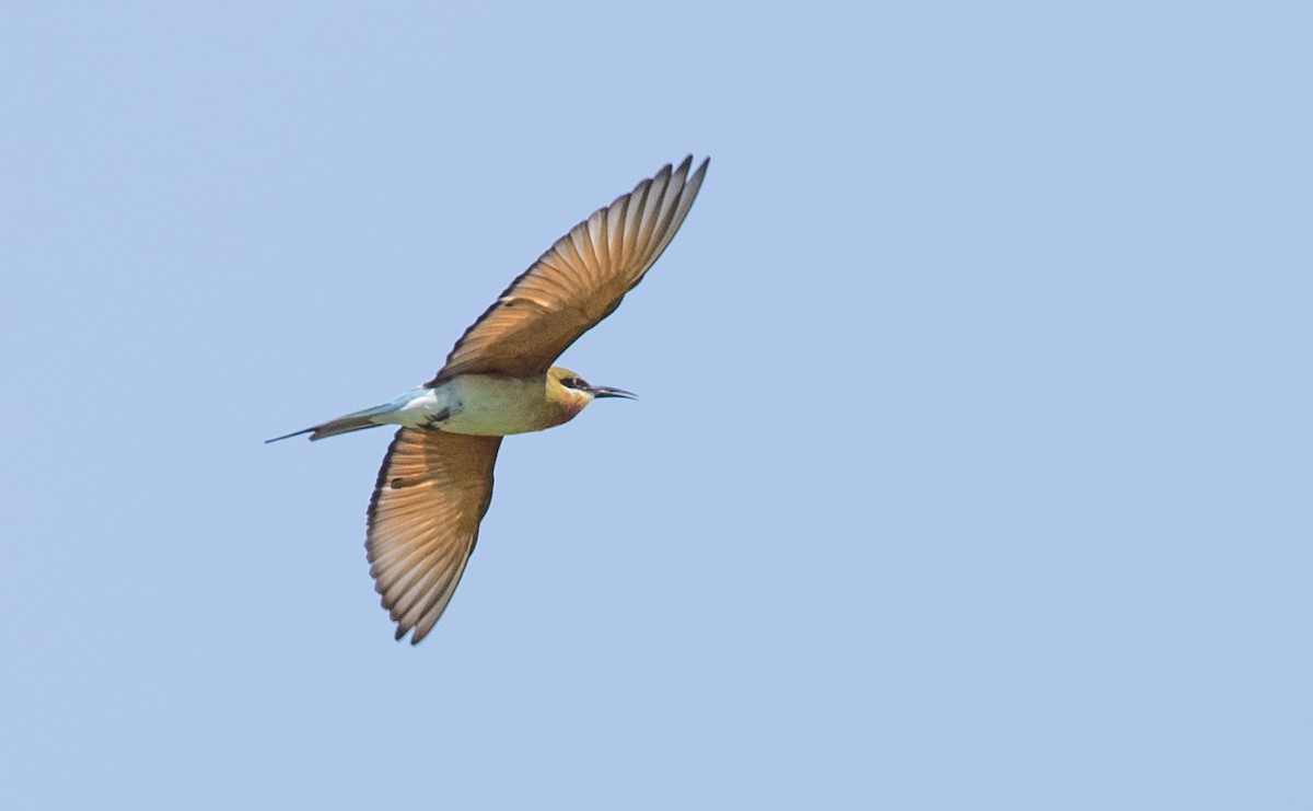 Blue-tailed Bee-eater - ML393290691