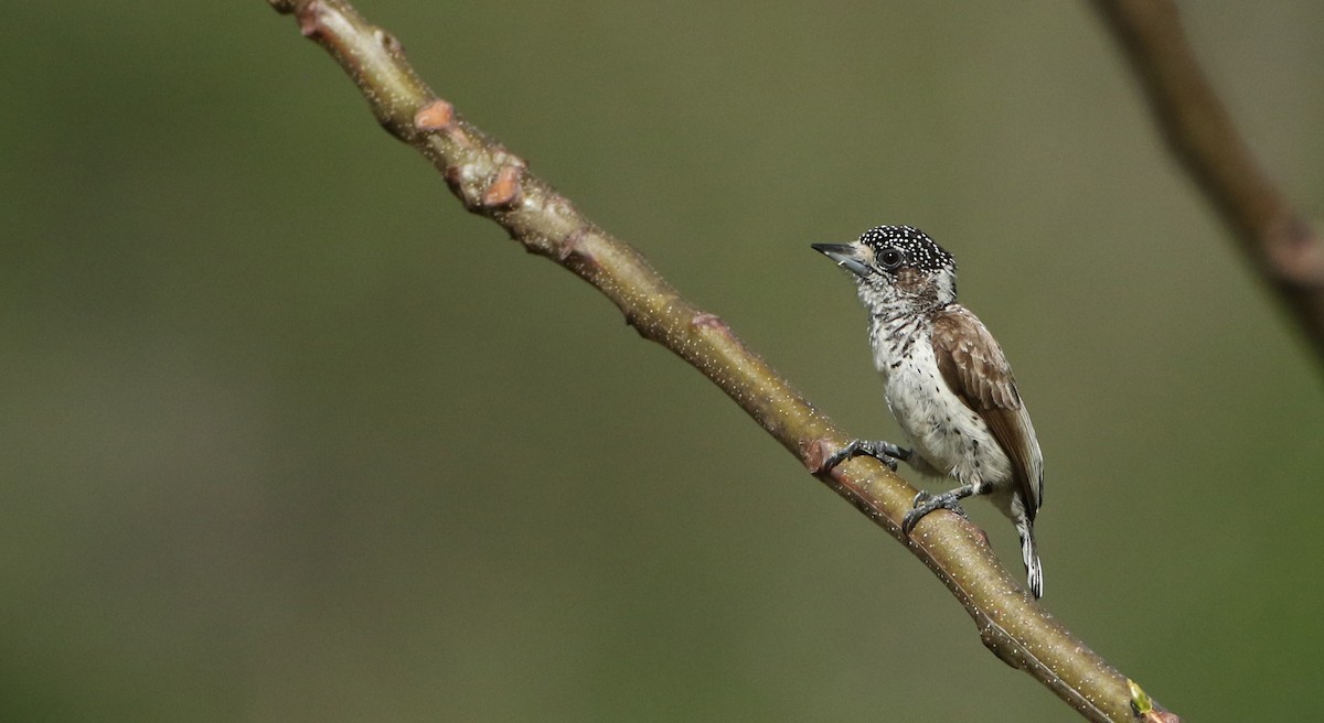 White-bellied Piculet - ML393294721