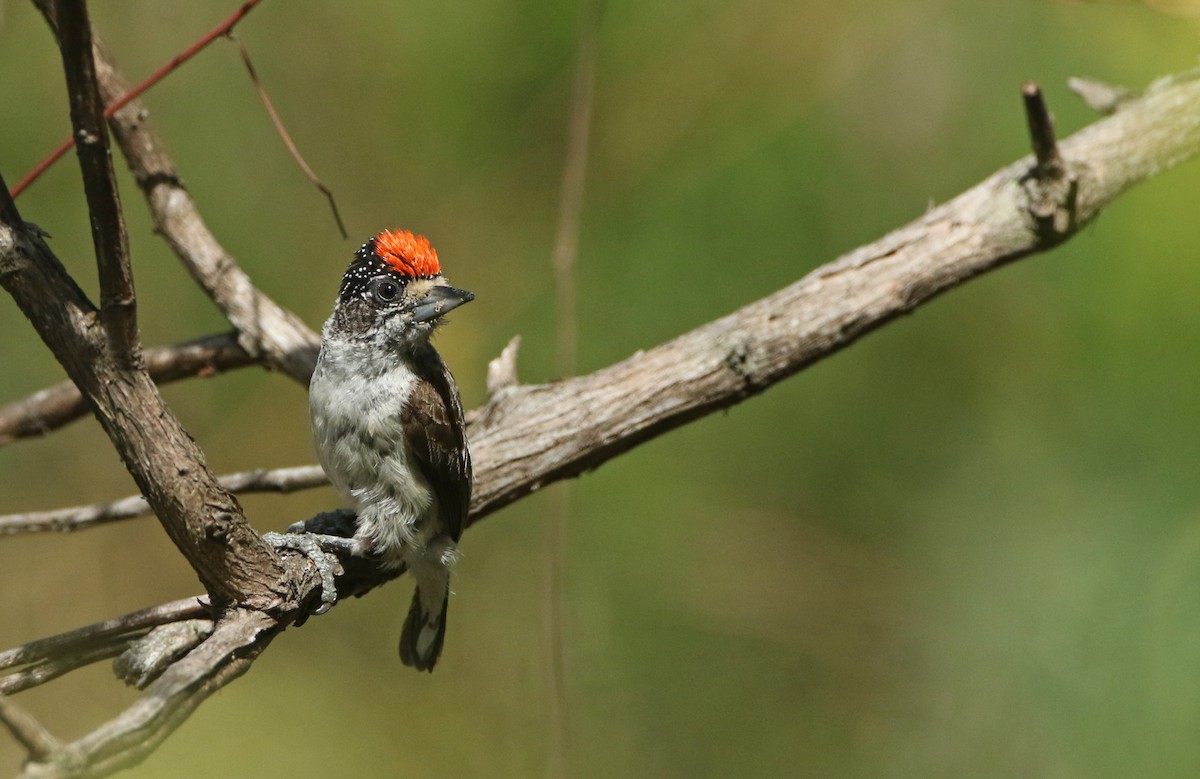White-bellied Piculet - ML393294731