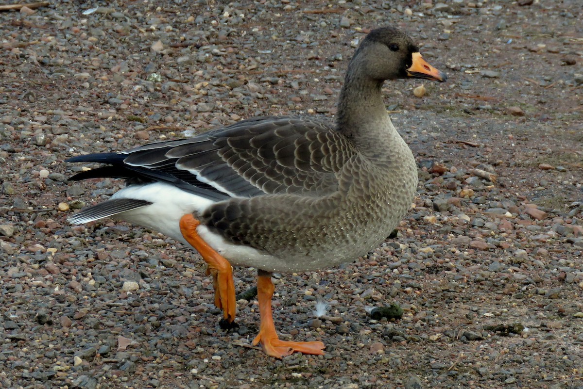 Greater White-fronted Goose - ML393301081