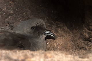  - Ainley's Storm-Petrel