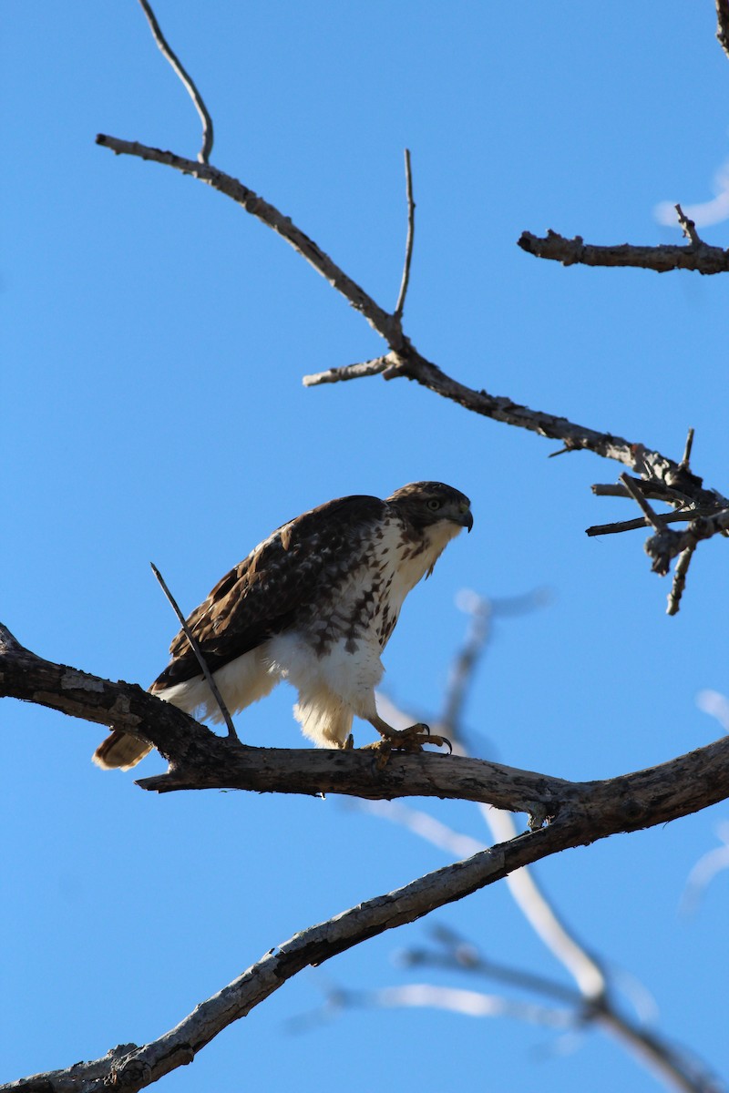 Red-tailed Hawk - Sequoia Wrens