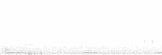 holub pestrokřídlý - ML393304531