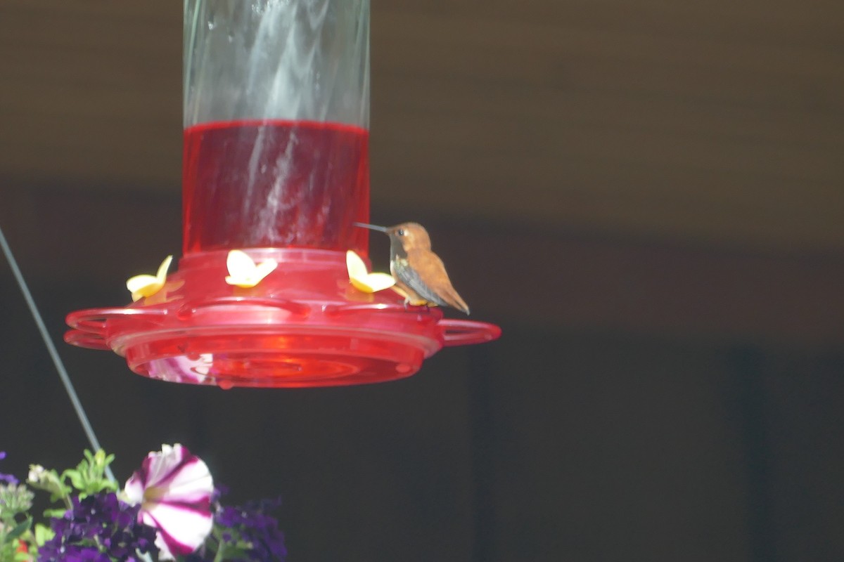 Rufous Hummingbird - ML393305851