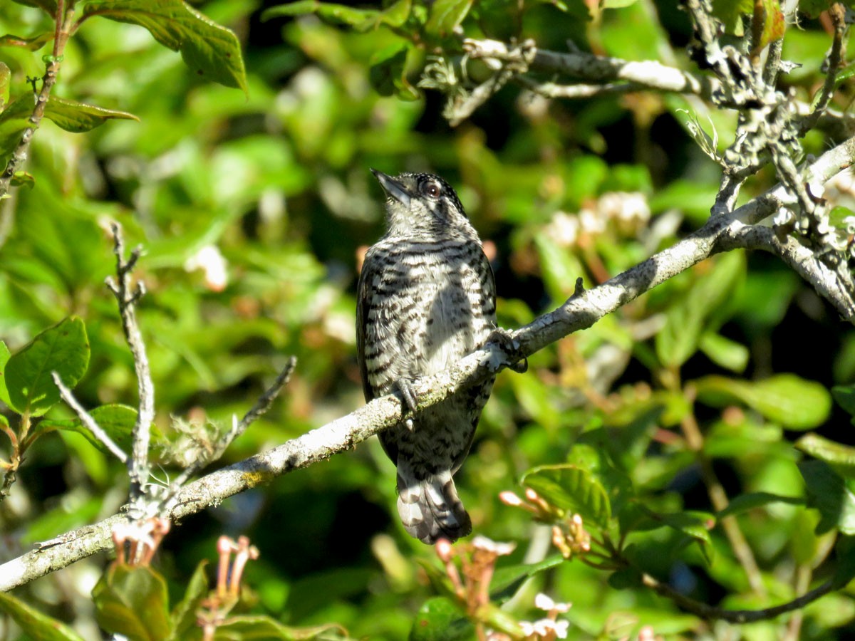 White-barred Piculet - ML39331321