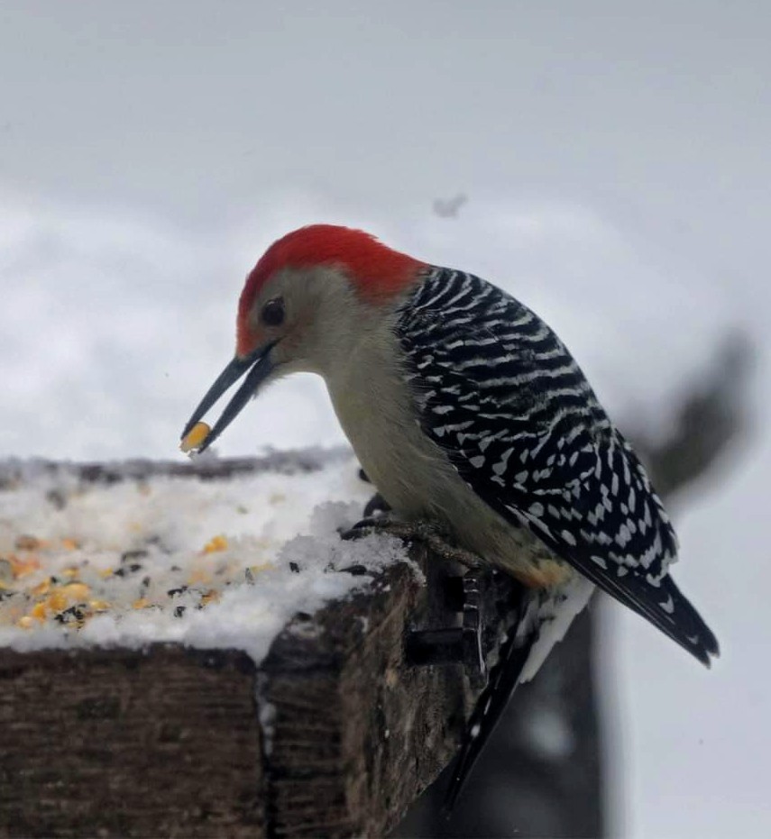 Red-bellied Woodpecker - ML393319811