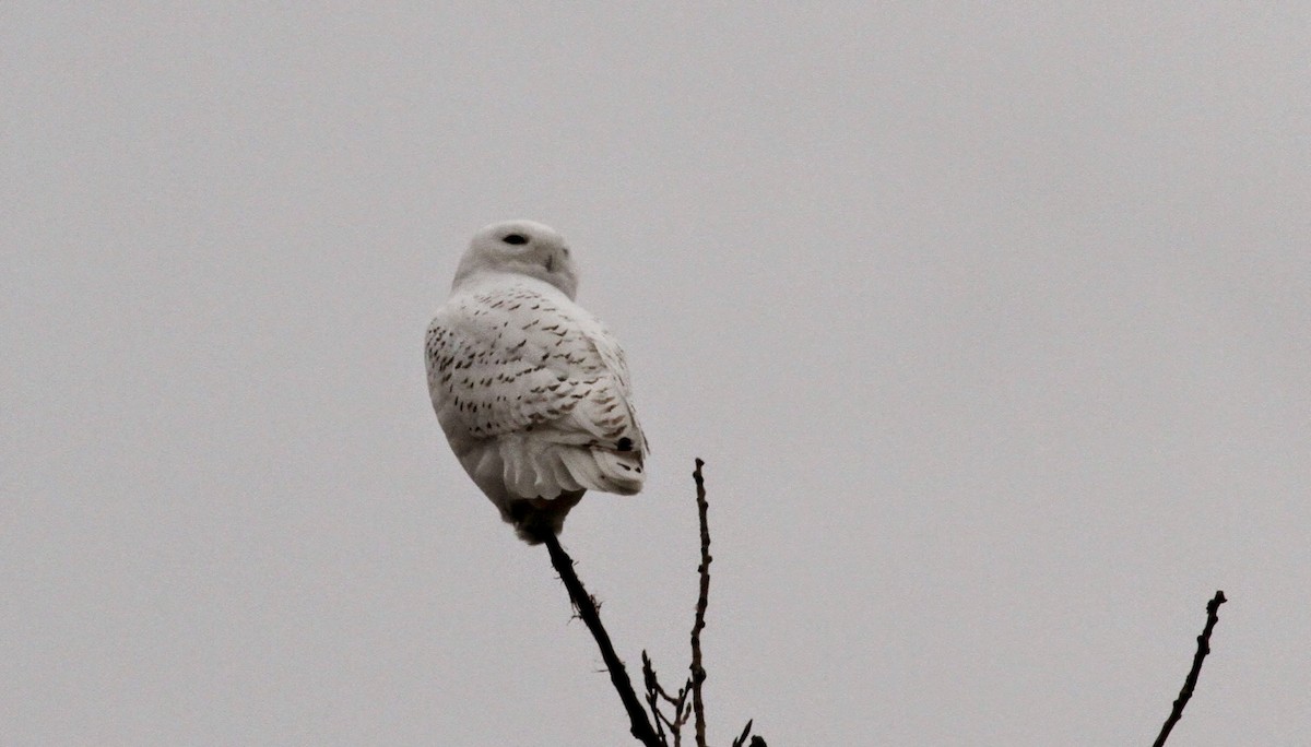 Snowy Owl - ML39332081