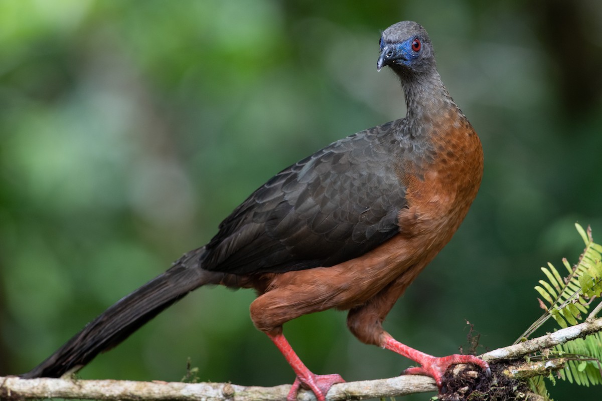Sickle-winged Guan - ML393320841