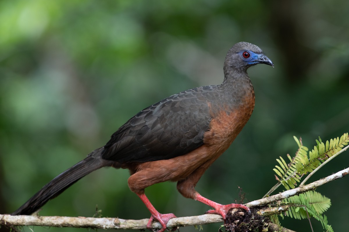 Sickle-winged Guan - ML393320881