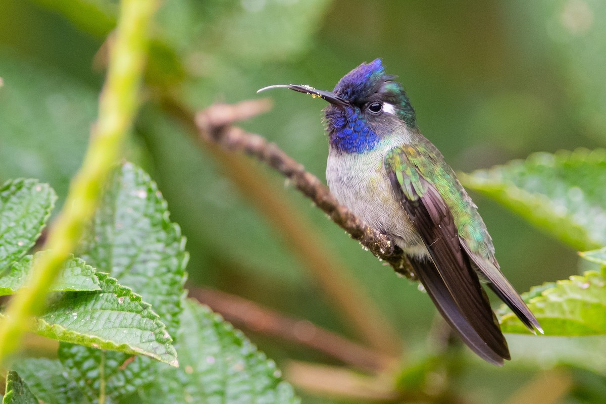 Violet-headed Hummingbird - ML393321131