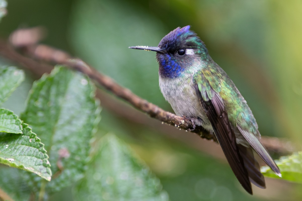 Violet-headed Hummingbird - ML393321171