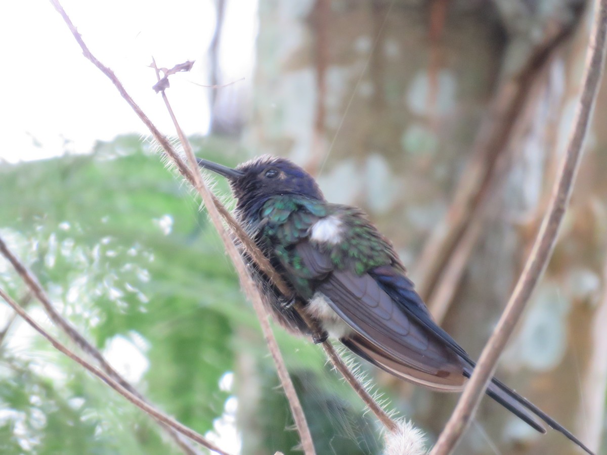 Swallow-tailed Hummingbird - Romeu Gama
