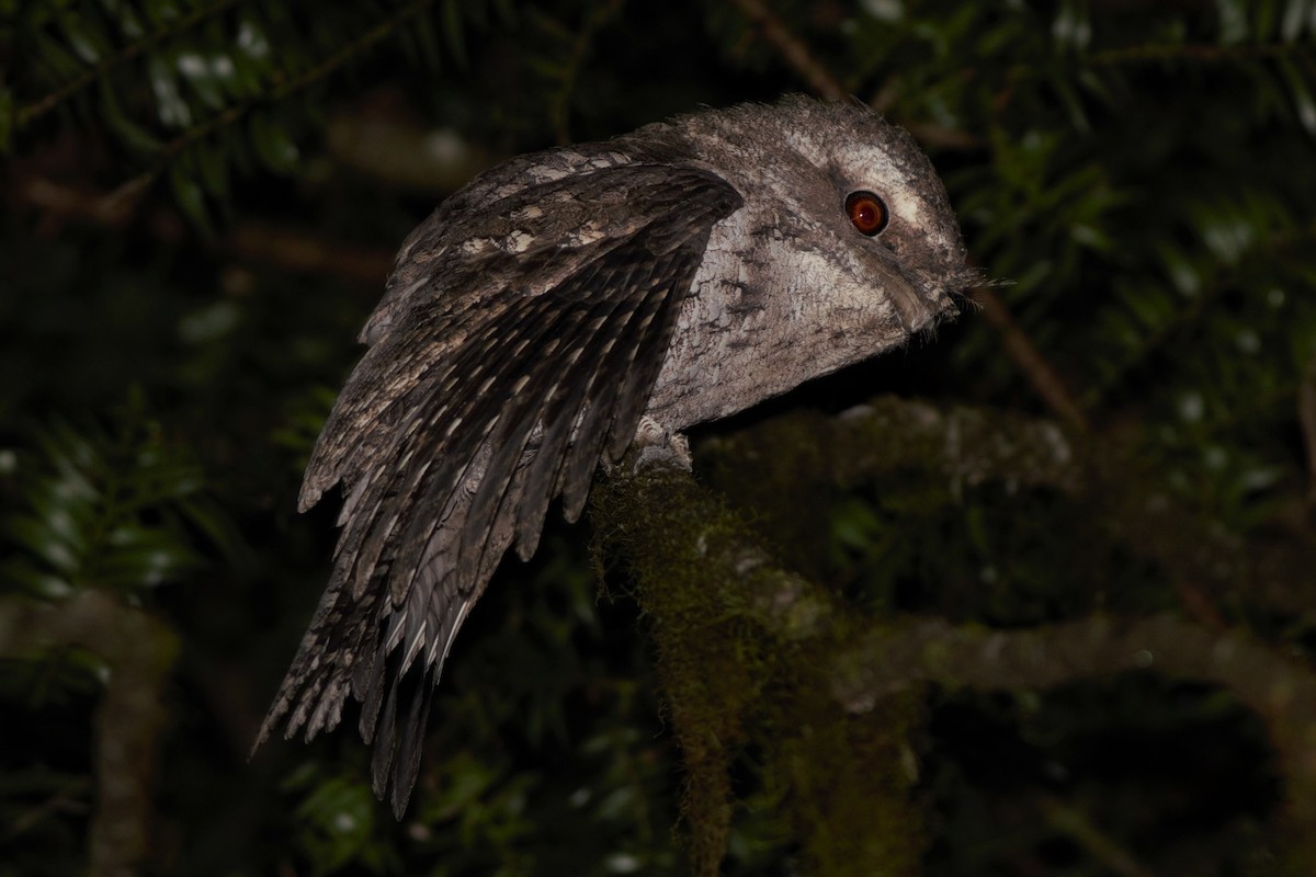 Marbled Frogmouth - ML393324671