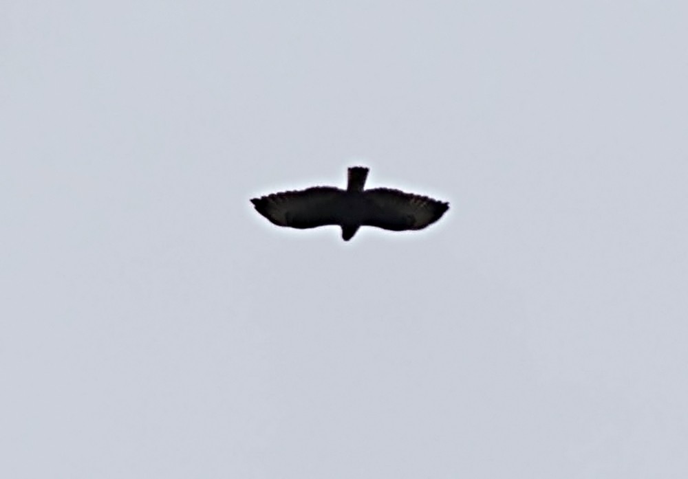 Short-tailed Hawk - ML39332591