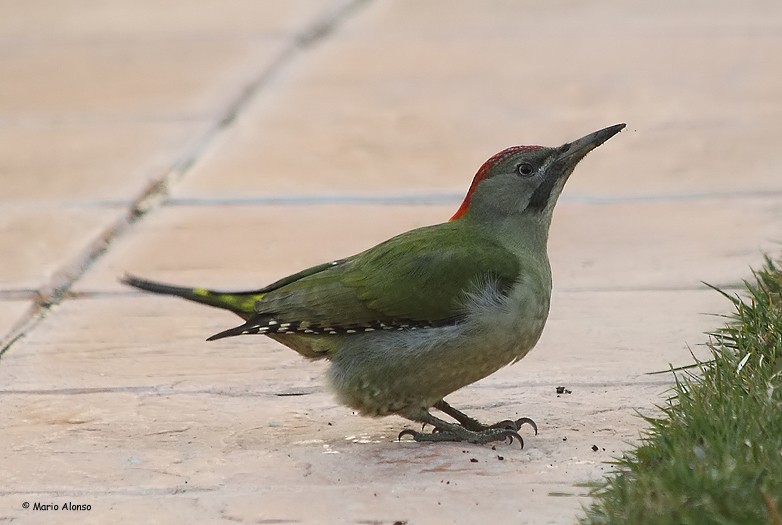 Iberian Green Woodpecker - Mario Alonso