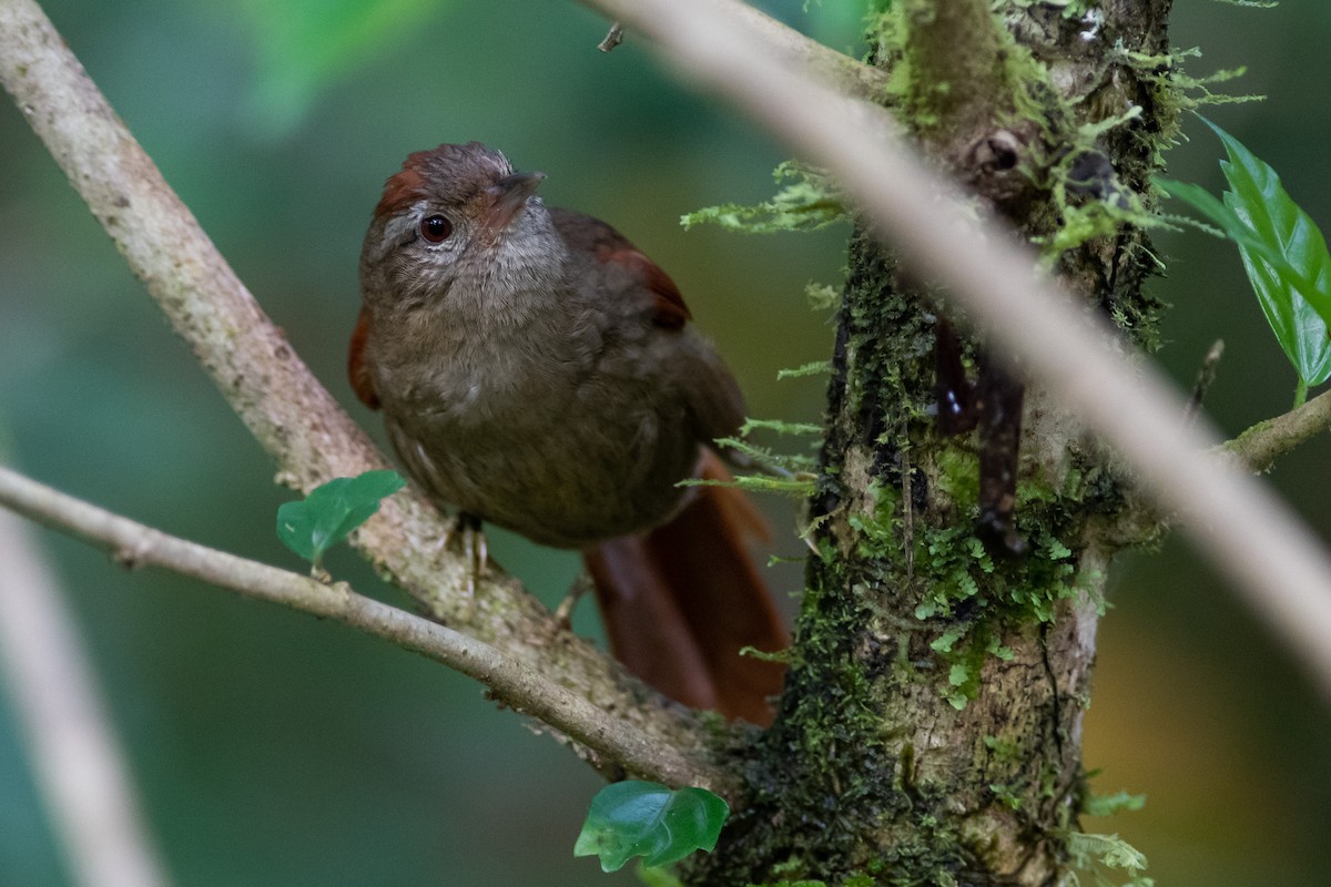 Ash-browed Spinetail - ML393326231