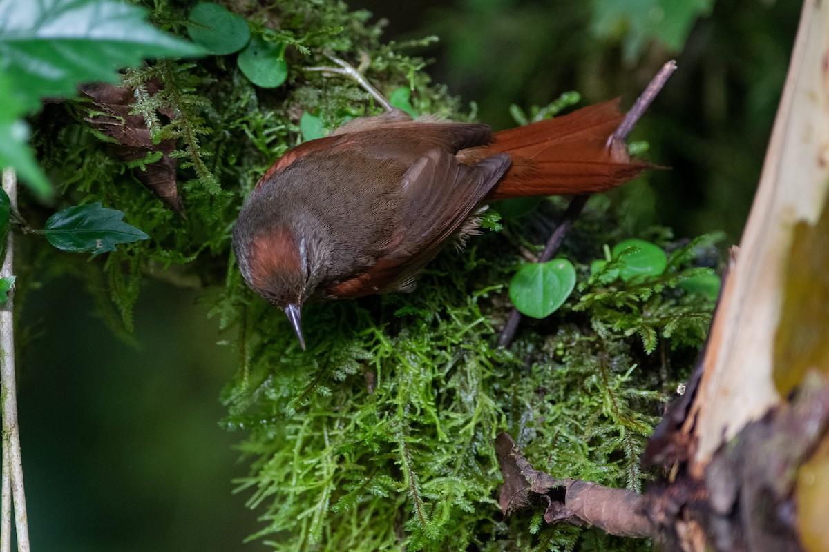 Ash-browed Spinetail - ML393326381