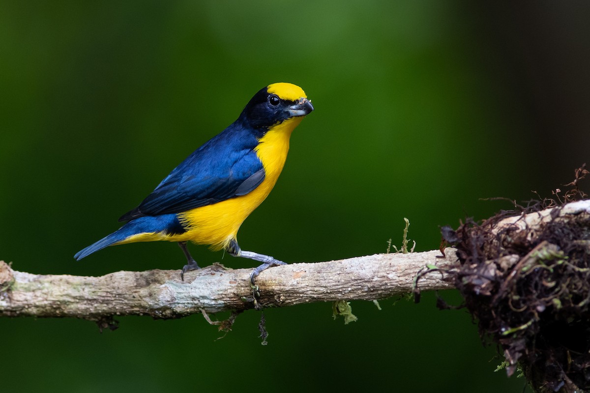 Thick-billed Euphonia (Black-tailed) - ML393326681