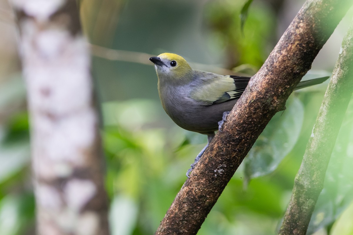 Palm Tanager - ML393328261