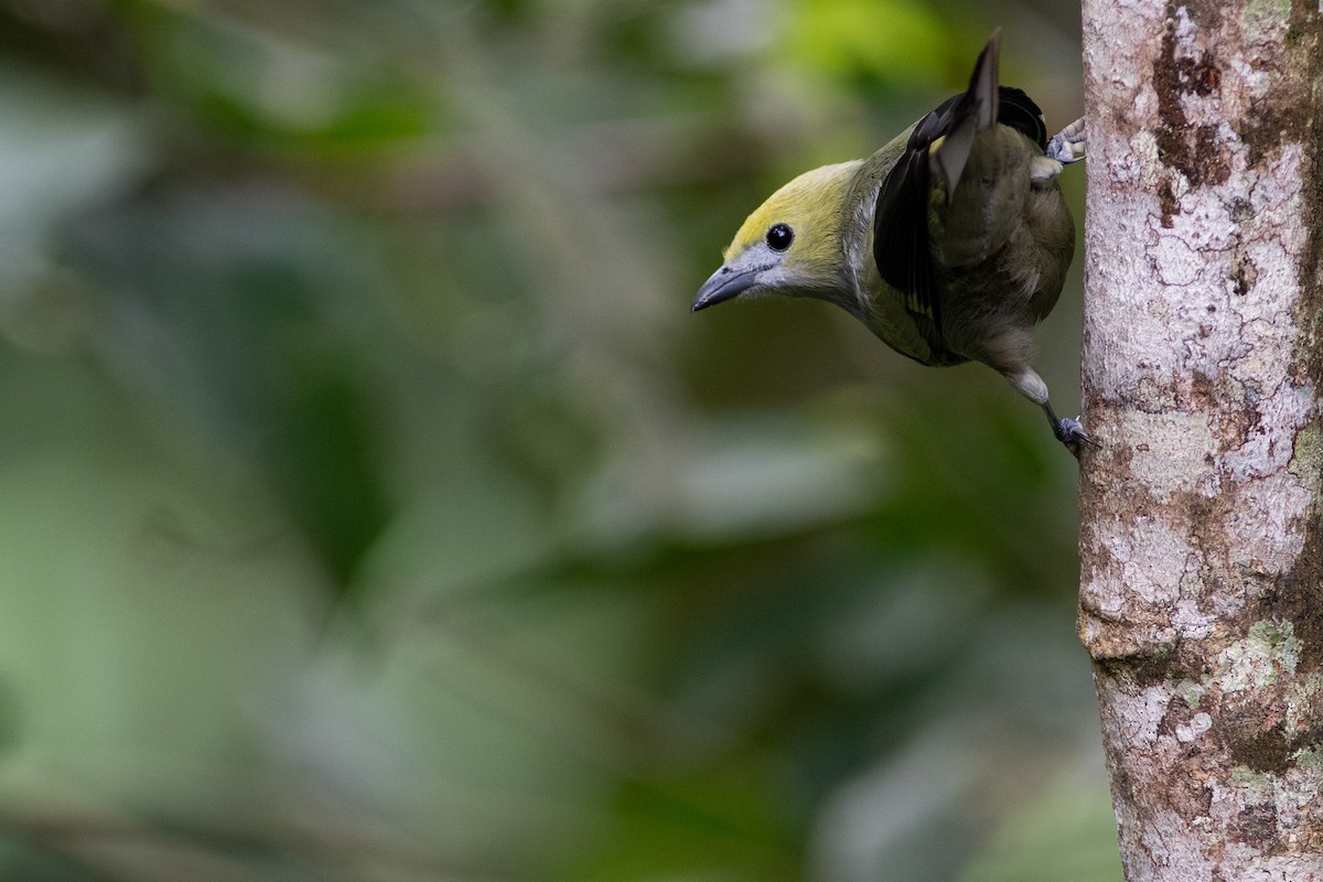 Palm Tanager - ML393328301
