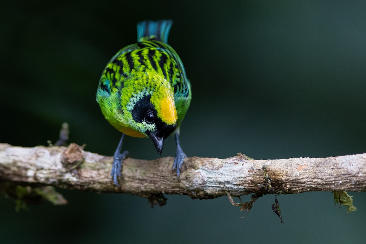 Green-and-gold Tanager - ML393330041