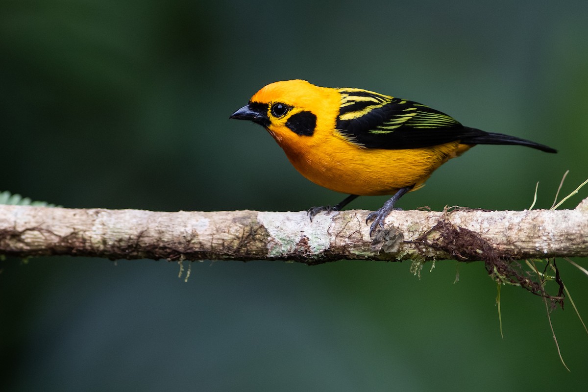 Golden Tanager (pulchra Group) - ML393331331
