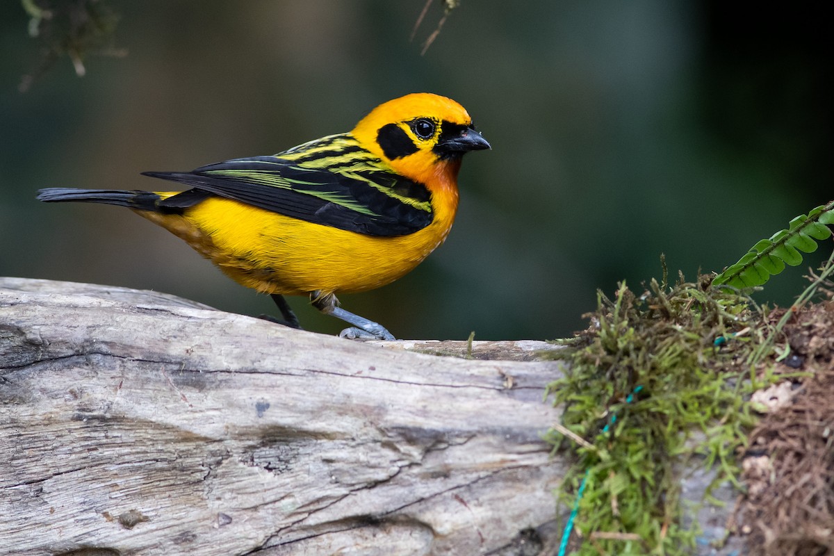 Golden Tanager (pulchra Group) - ML393331371