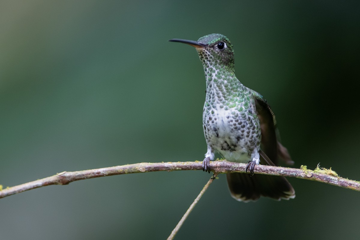 Many-spotted Hummingbird - ML393331871