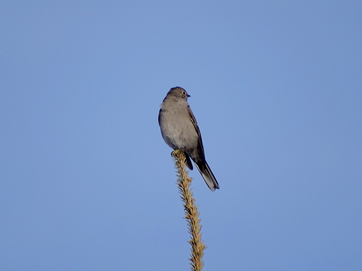 Townsend's Solitaire - Paul Foth