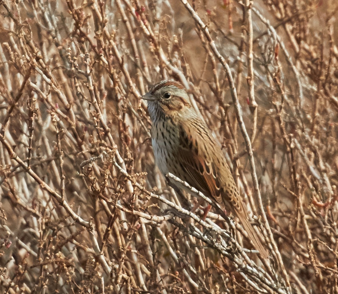 Lincoln's Sparrow - Brooke Miller