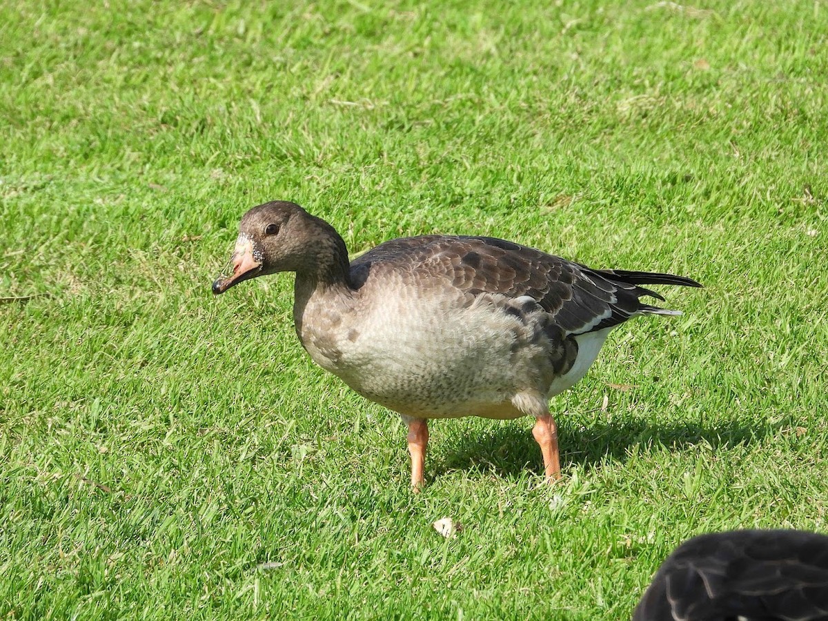 Greater White-fronted Goose - ML393334091