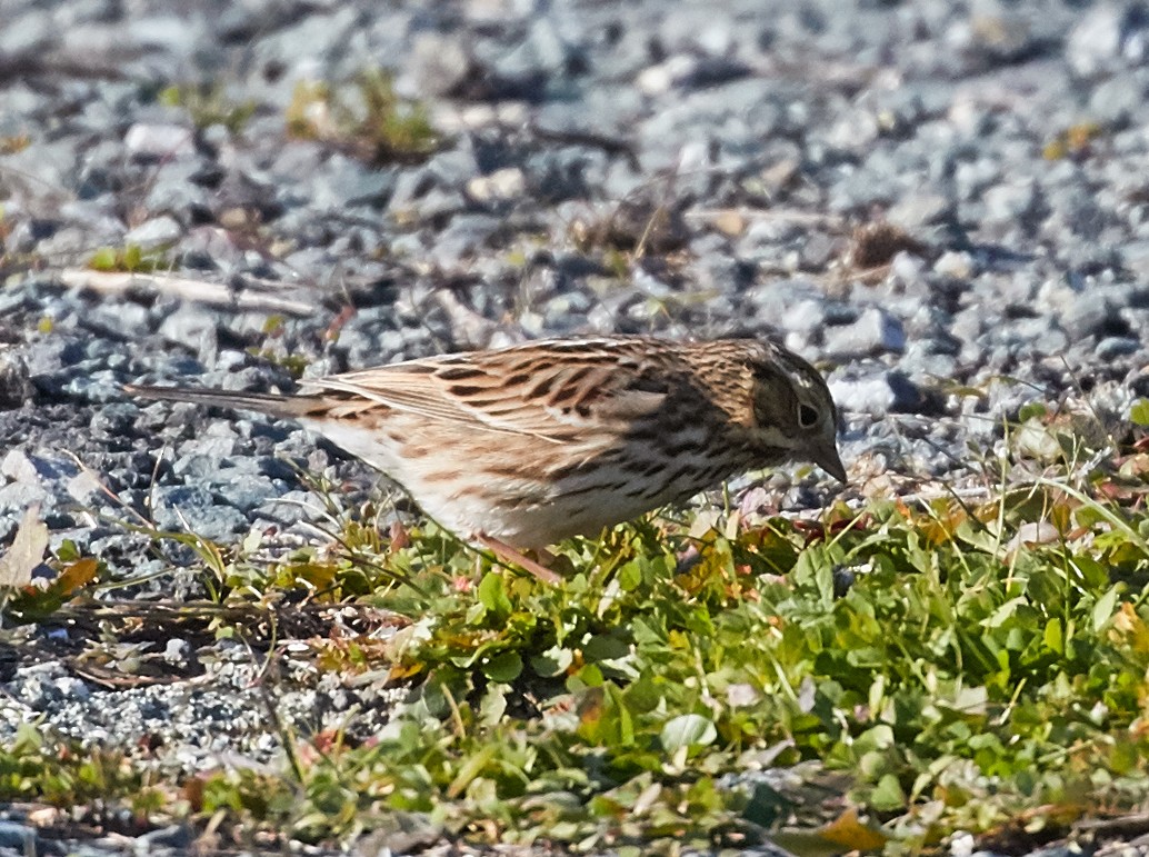 Savannah Sparrow - ML39333531