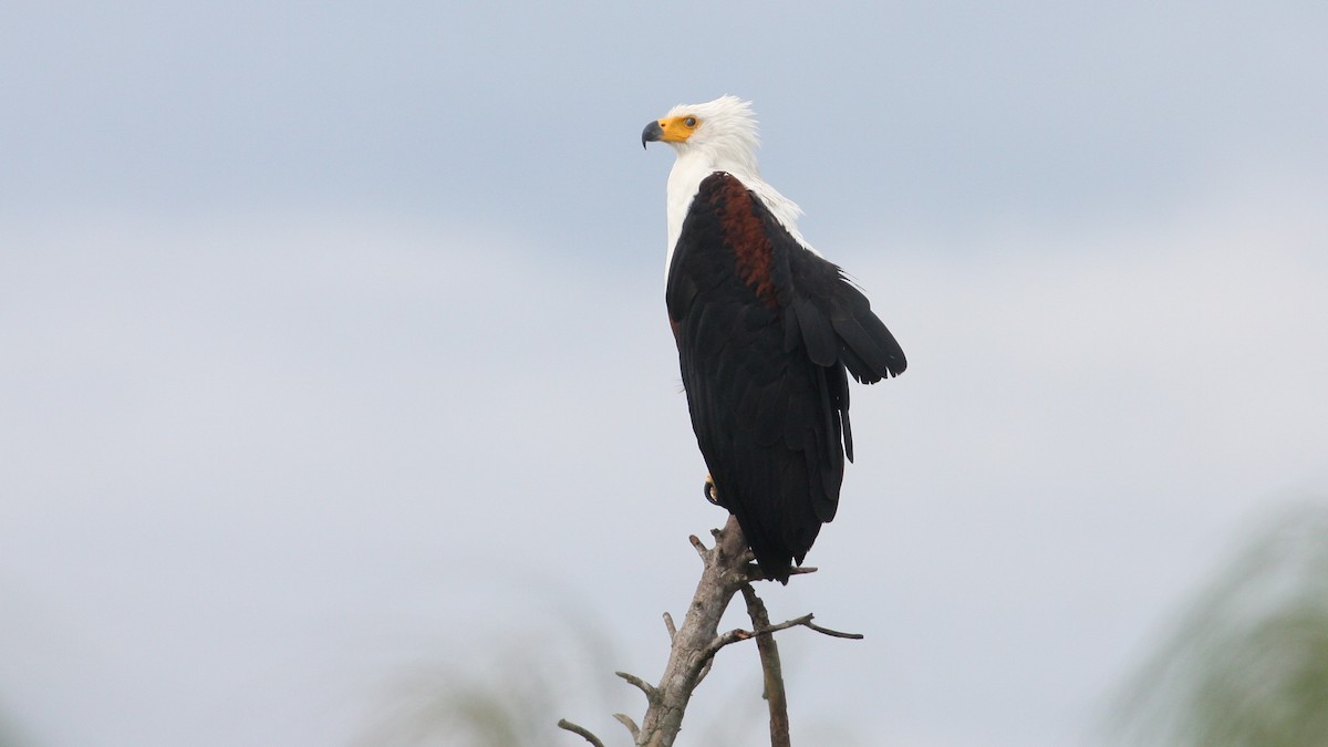 African Fish-Eagle - ML39333861