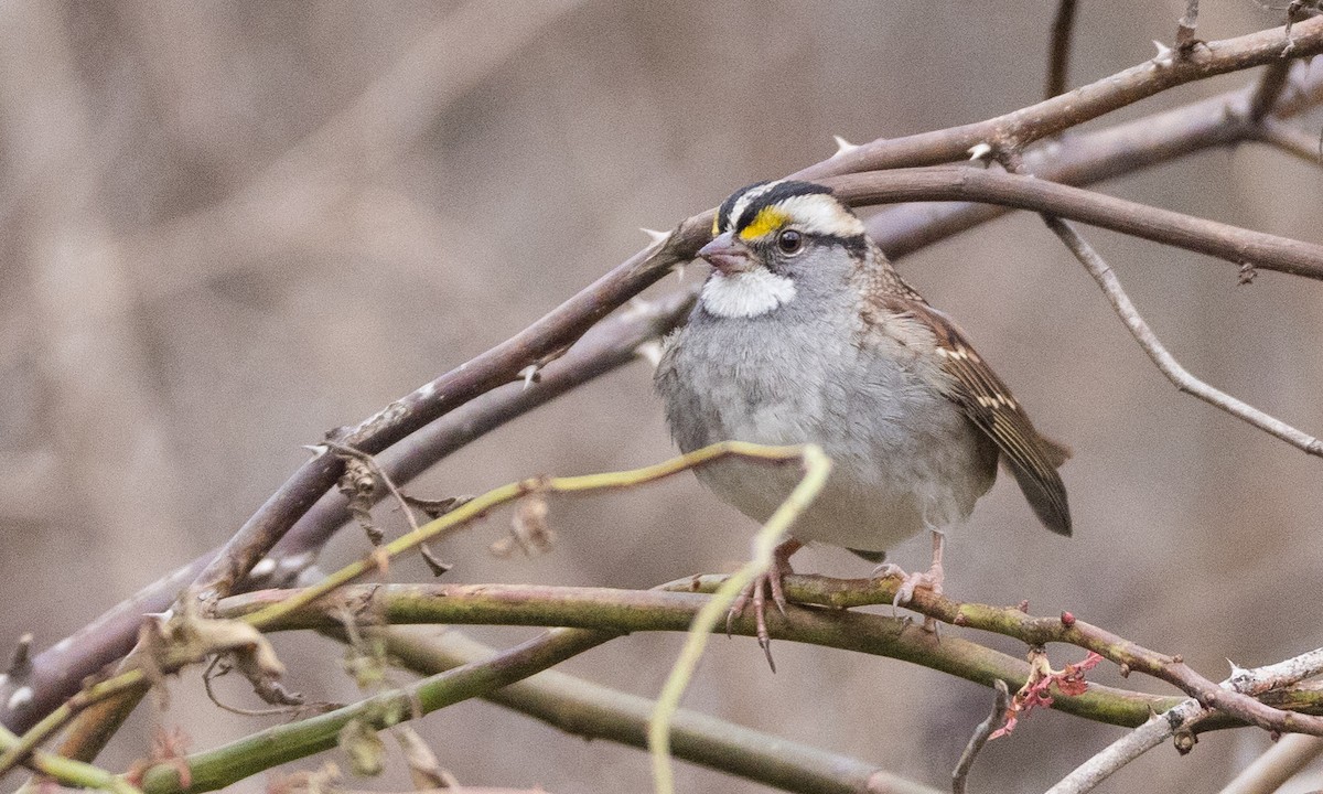 White-throated Sparrow - ML393343351