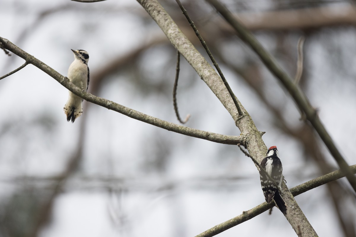 Downy Woodpecker (Eastern) - ML393343371