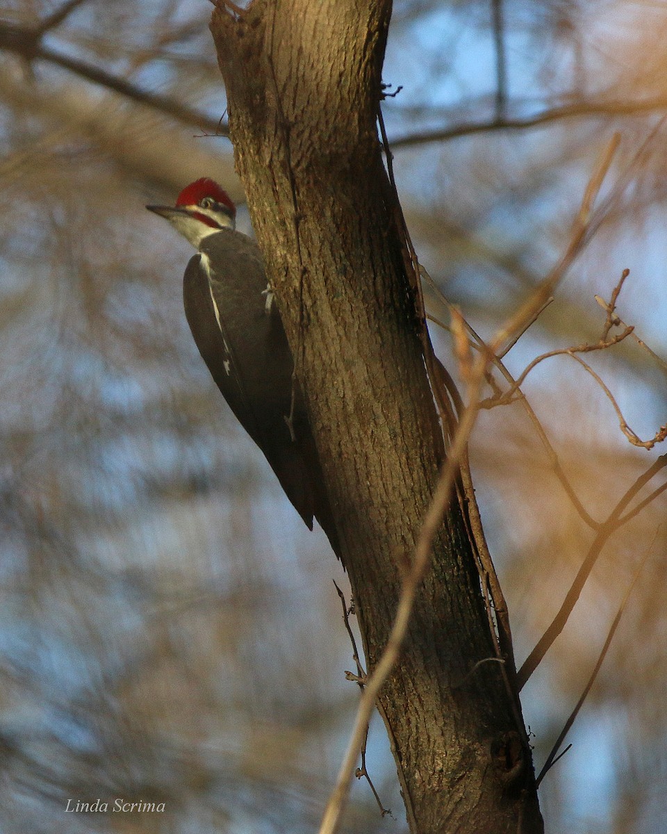 Pileated Woodpecker - Linda Scrima