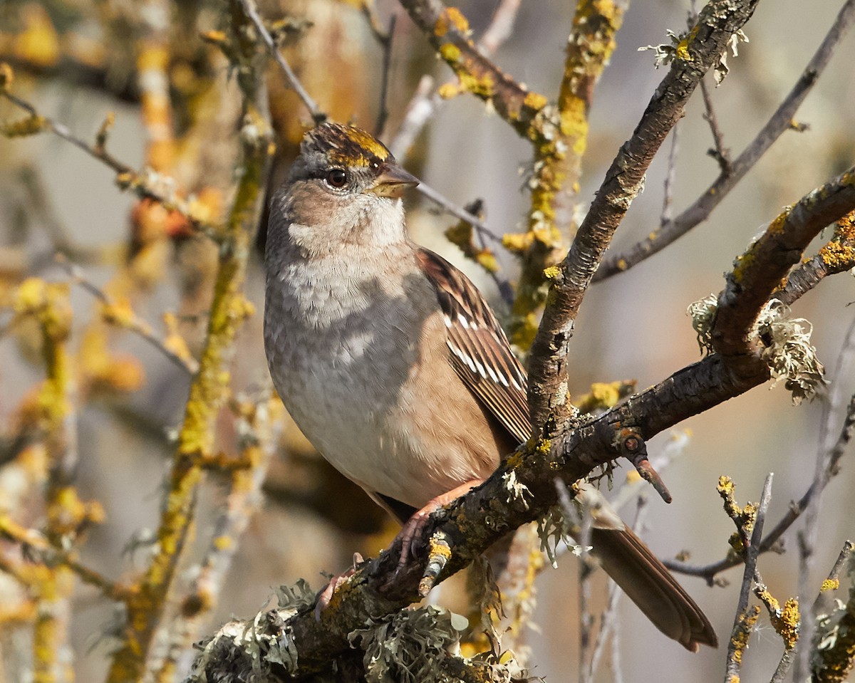 Golden-crowned Sparrow - ML39335411