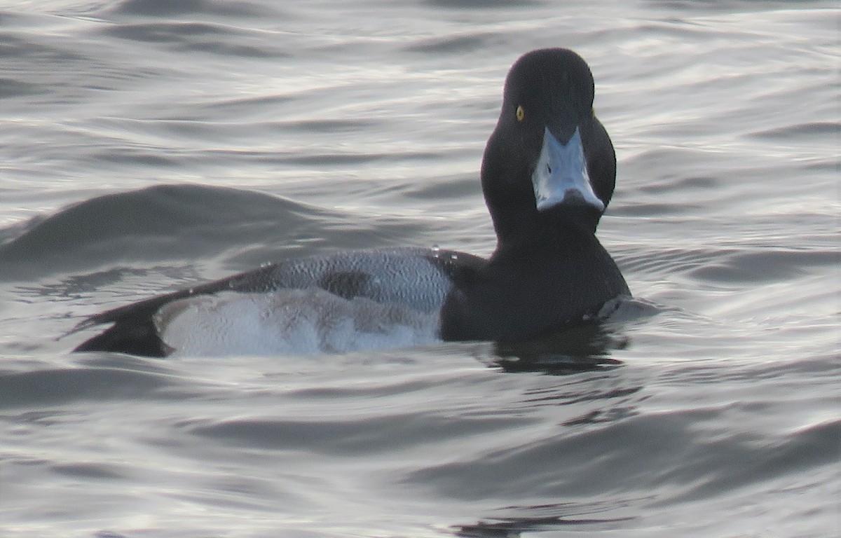 Greater Scaup - Kathryn Clouston