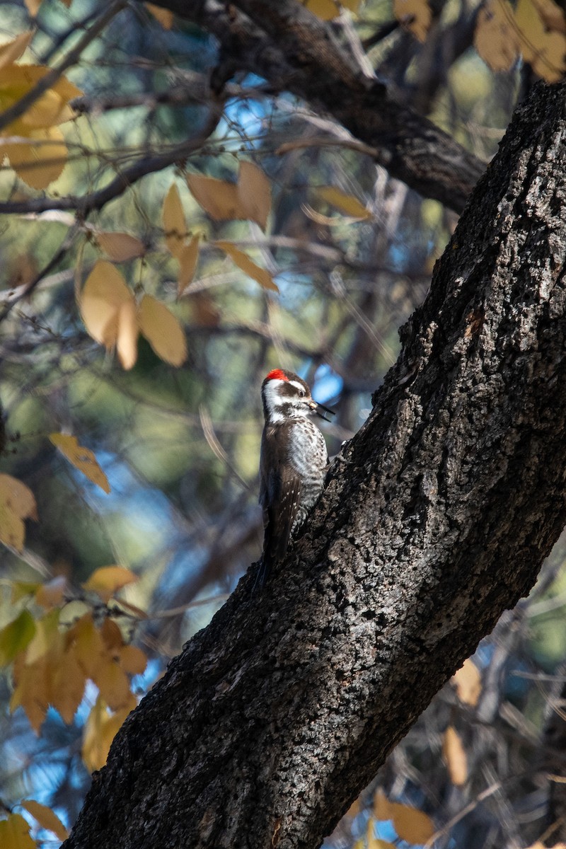 Arizona Woodpecker - ML393361971