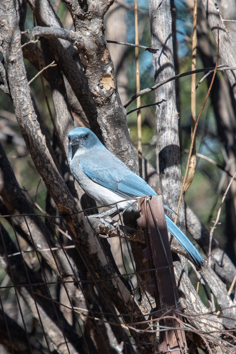 Mexican Jay - ML393362131