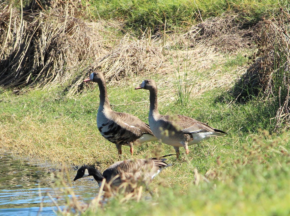 Greater White-fronted Goose - ML39336591