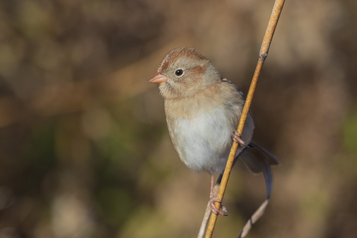 Field Sparrow - Geoff Hill
