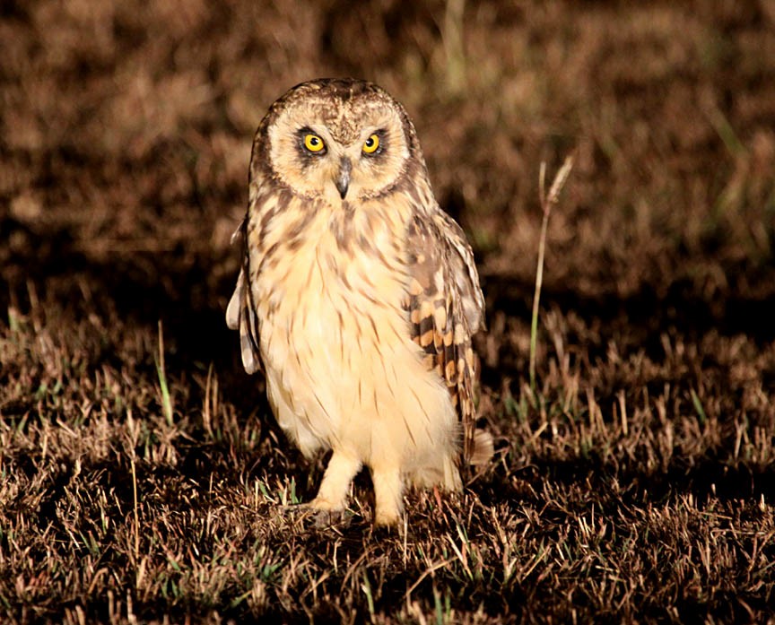 Short-eared Owl - ML39337011