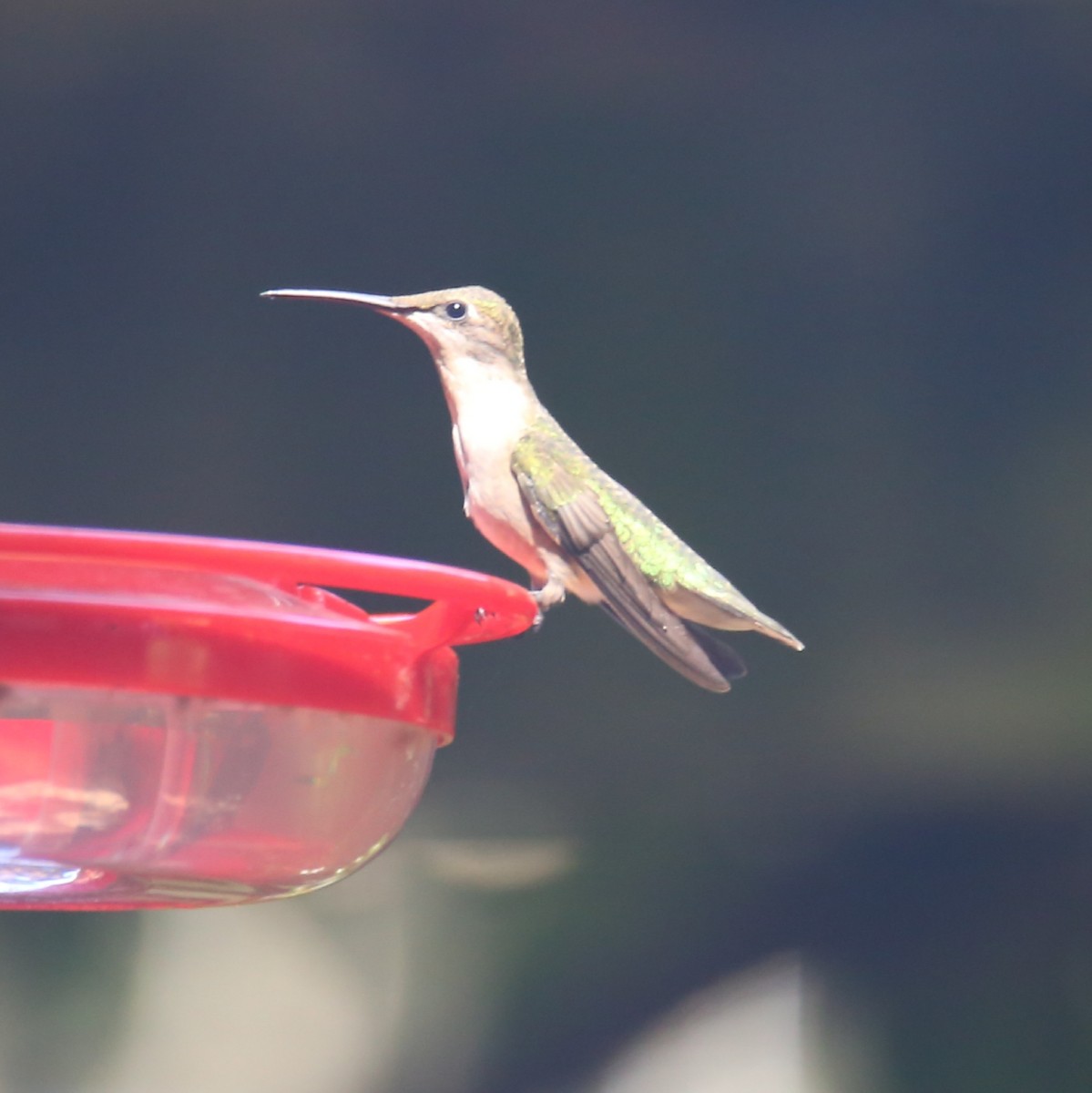 Black-chinned Hummingbird - ML393379201
